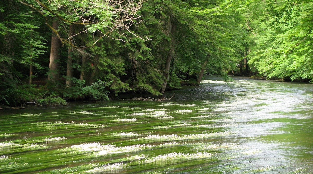 Würm im Mühltal mit blühendem Wasserhahnenfuß.