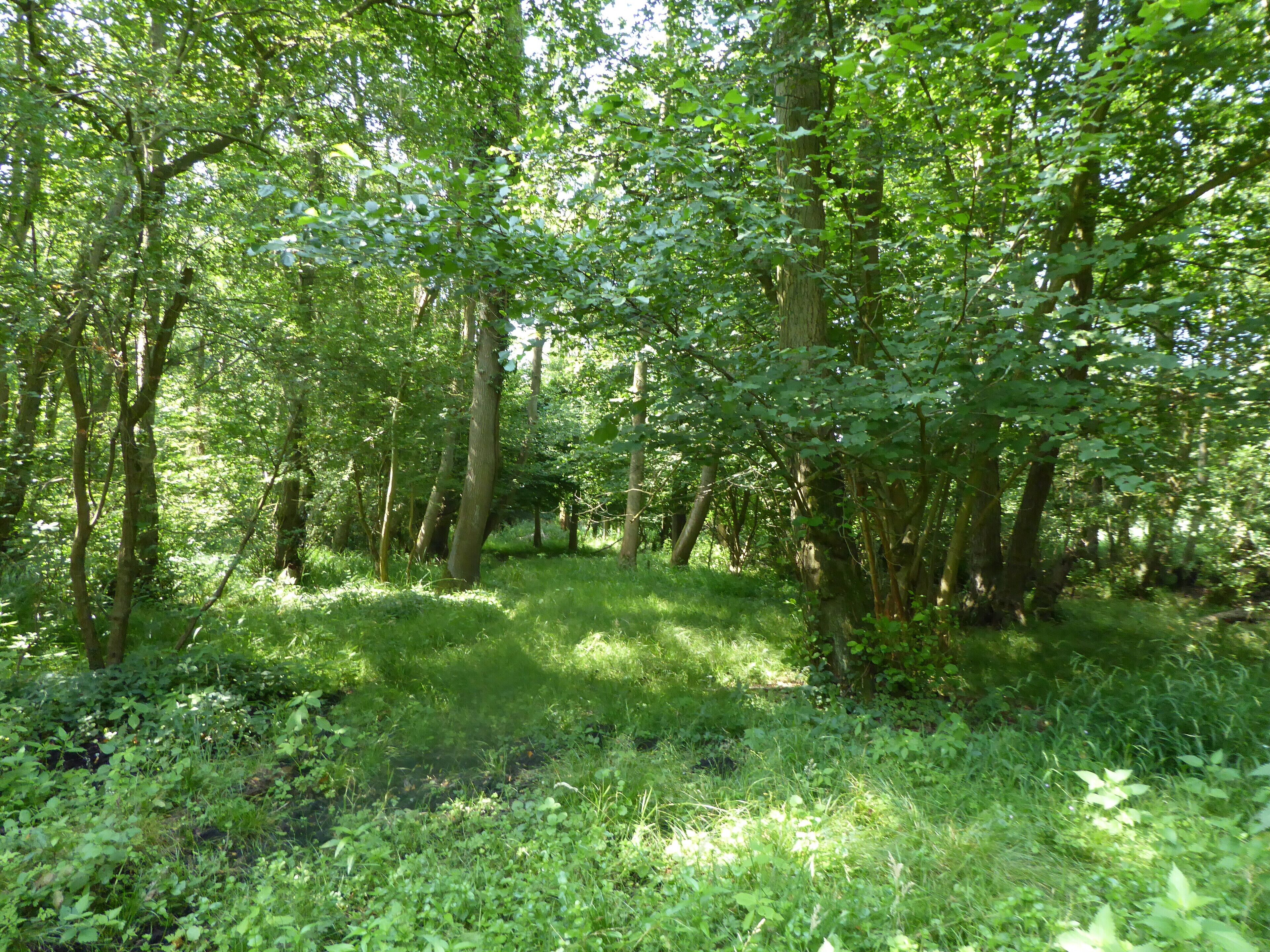 Swangey Fen is a Site of Special Scientific Interest south-east of Attleborough in Norfolk.
