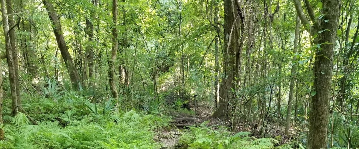 So many beautiful ferns are a sign on a healthy ecosystem.