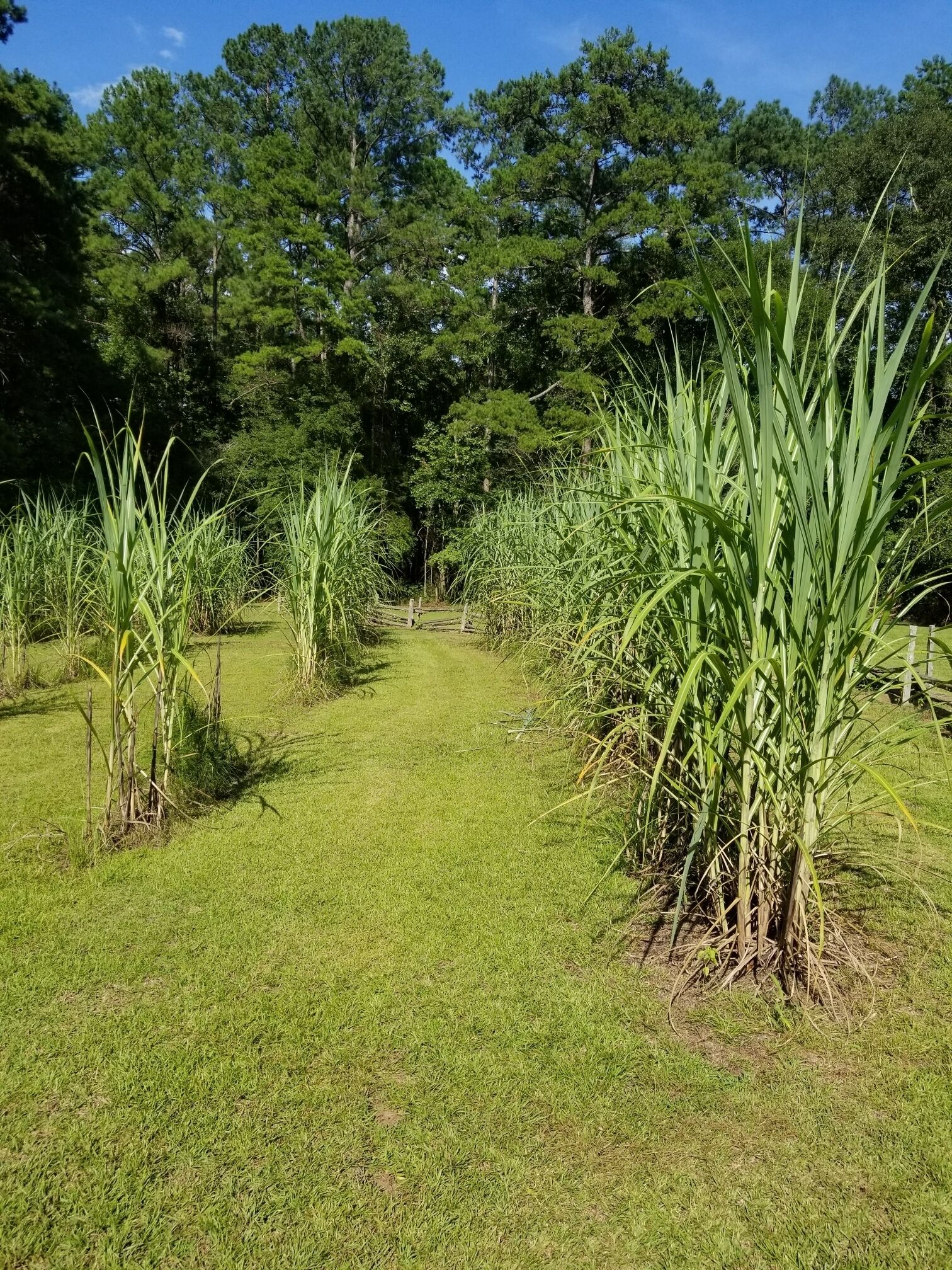 More sugarcane.