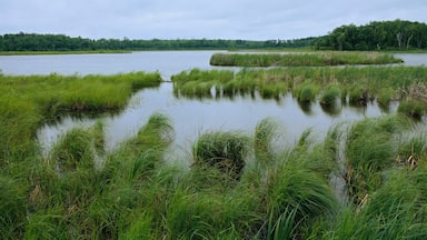 rice lake and grassy wetlands at lowell state wildlife area near pequot lakes minnesota