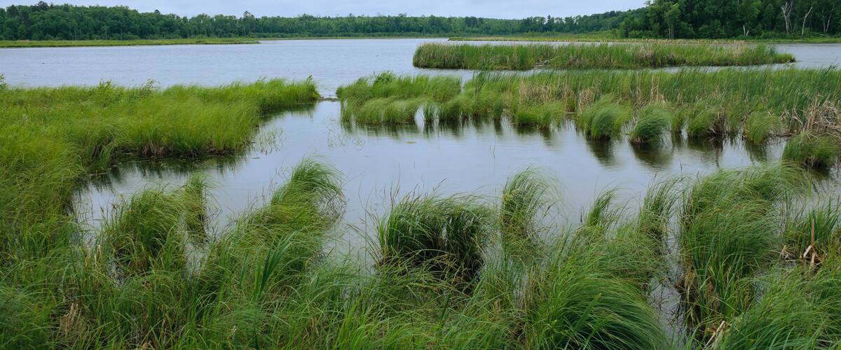 A calm lake surrounded by lush green vegetation and a forested area in the distance.