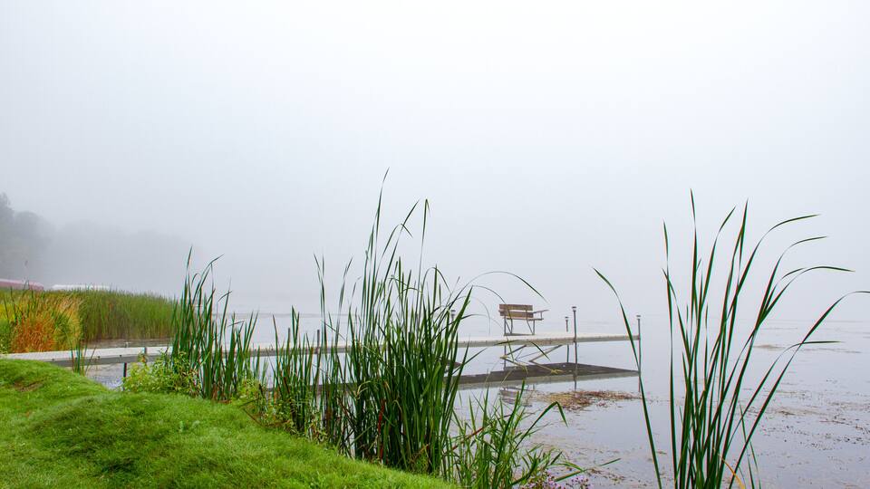A foggy lakeside with tall grass and a wooden bench on a pier.