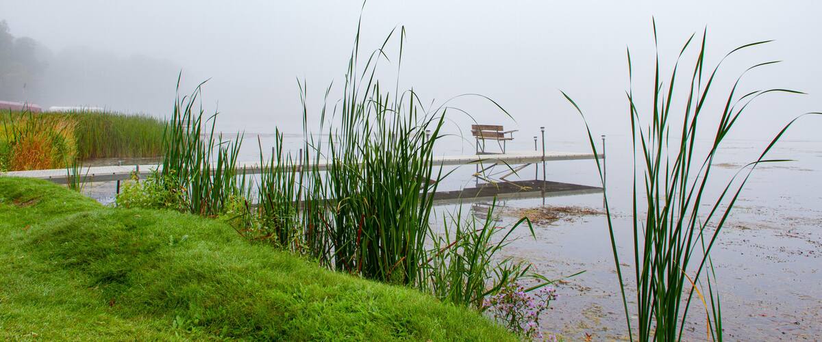 A foggy lakeside with tall grass and a wooden bench on a pier.