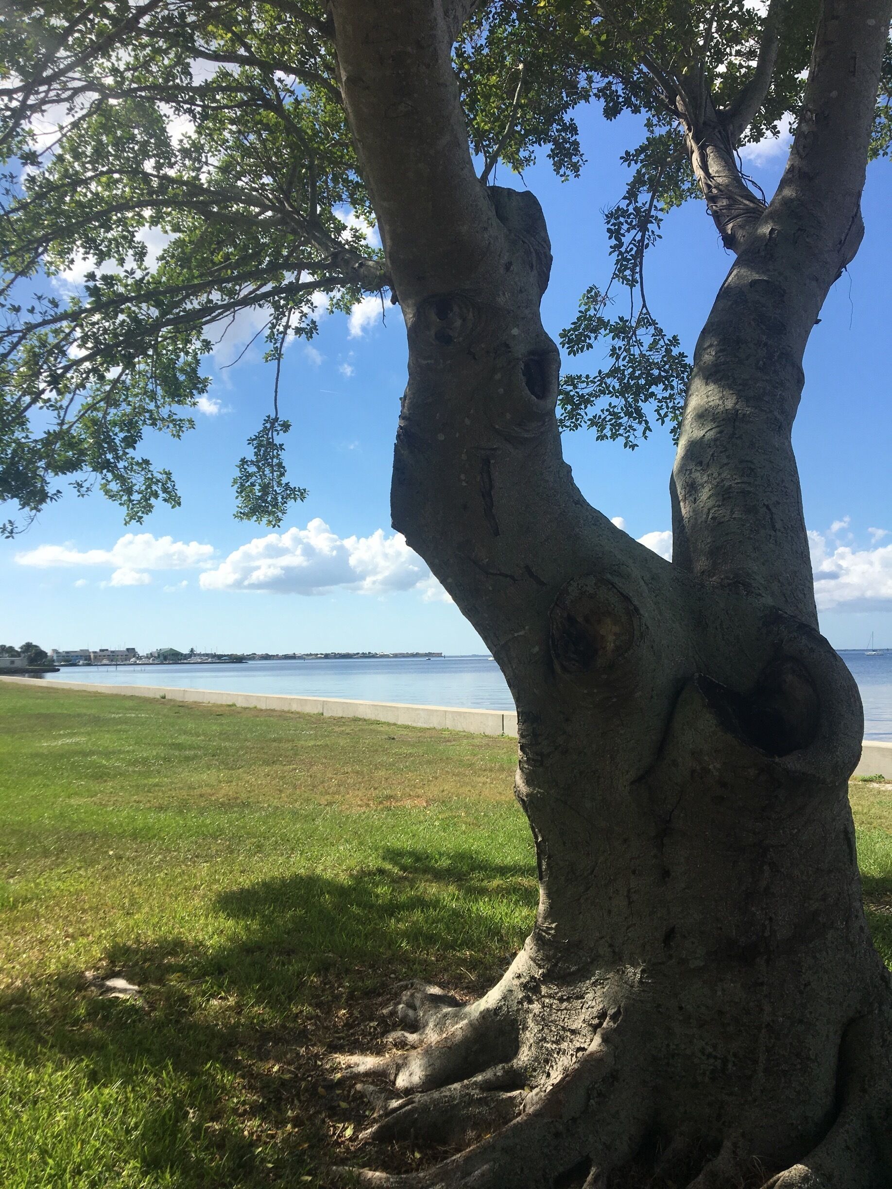 Gilchrist Park in Punta Gorda Florida. Beautiful walks and scenery. 
#Waterlust
#TroveronTuesday
