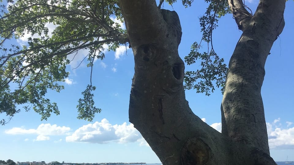 Gilchrist Park in Punta Gorda Florida. Beautiful walks and scenery.
#Waterlust
#TroveronTuesday
