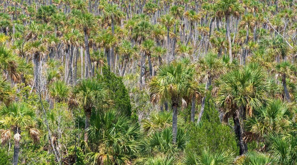 Cabbage palm hammock (Sabal palmetto) in Weekiwachee Wildlife Management Area - Spring Hill, Florida, USA