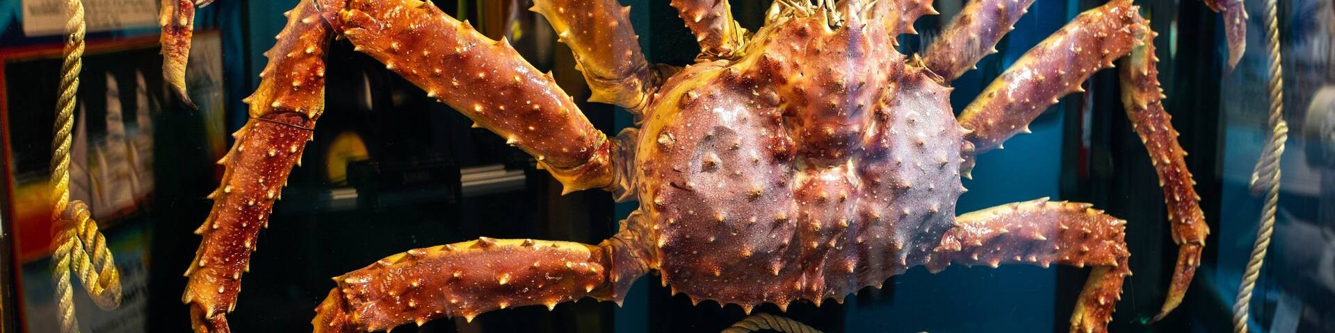 Ripley\'s Believe It or Not