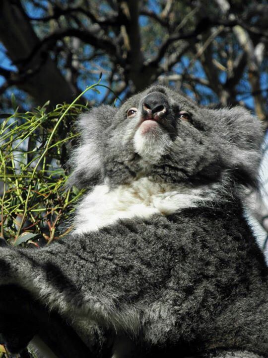 Feed the roo's, get close to a koala, and learn all about the conservation efforts and natural histories of the local wildlife.
More on www.ajauntwithjoy.com