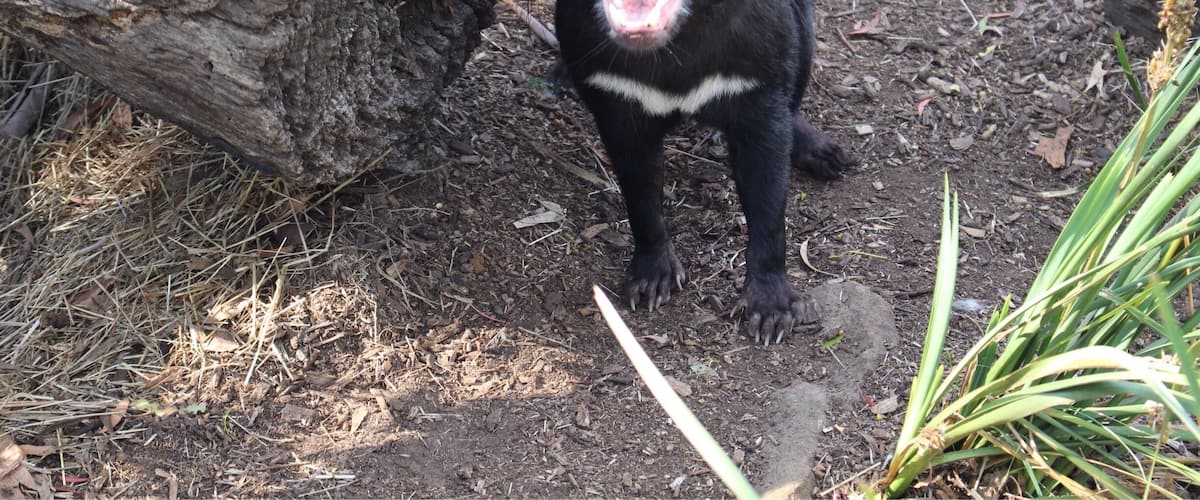 Tasmanian Devil
#wildlife #Tasmania