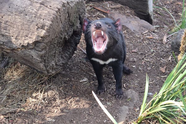 Tasmanian Devil
#wildlife #Tasmania