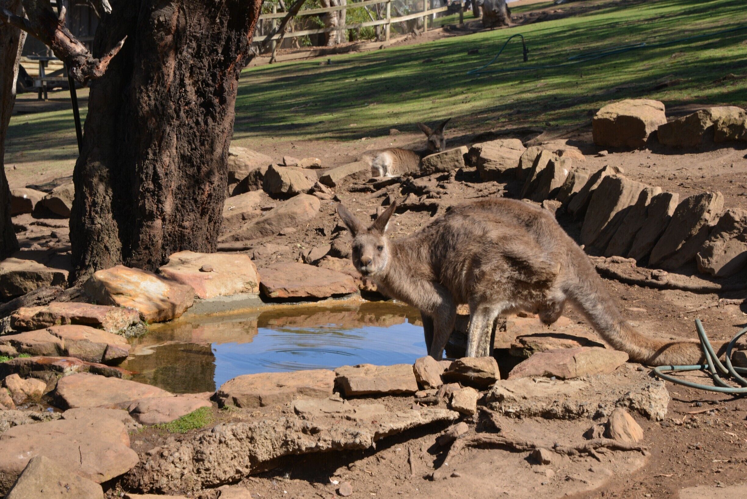 No trip to Australia is complete without seeing a kangaroo. This was on a shore excursion to the Bonorong Wildlife Sanctuary which is well worth a visit. We could have spent a lot longer there.