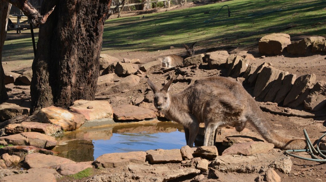 No trip to Australia is complete without seeing a kangaroo. This was on a shore excursion to the Bonorong Wildlife Sanctuary which is well worth a visit. We could have spent a lot longer there.