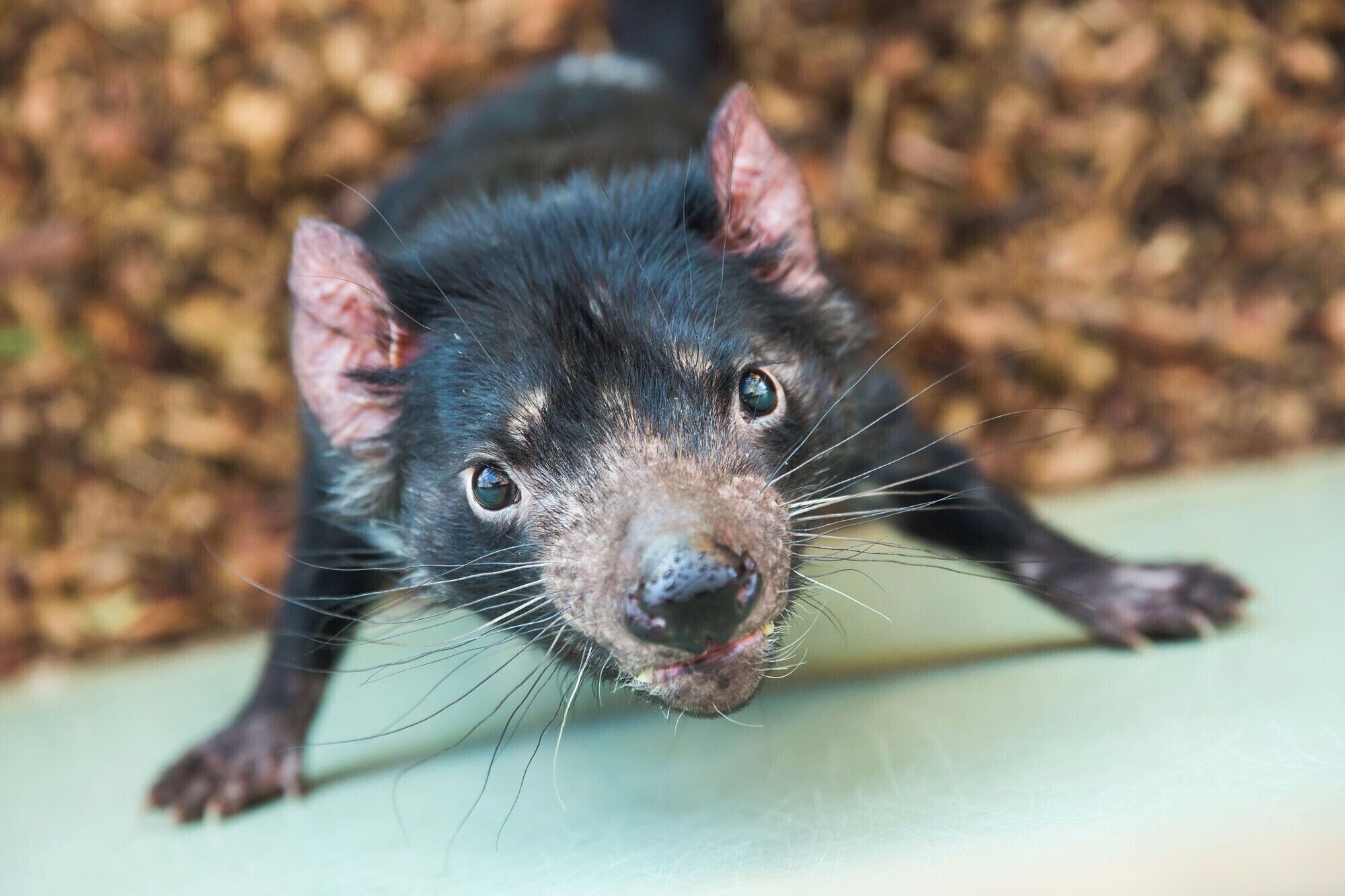 If you have plans to visit Tasmania, make sure you visit Bonorong Wildlife Sanctuary. This a great place to see and interact with Tasmania's wildlife: Tasmanian devils, kangaroos, wombats, koalas, and more. 

Read more: https://www.earthtrekkers.com/bonorong-wildlife-sanctuary/
