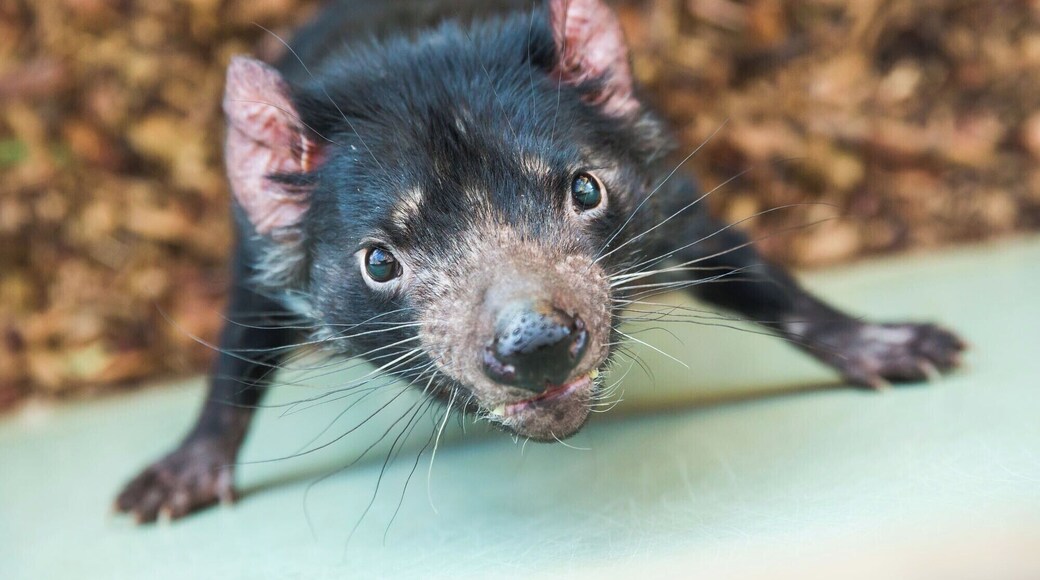 If you have plans to visit Tasmania, make sure you visit Bonorong Wildlife Sanctuary. This a great place to see and interact with Tasmania's wildlife: Tasmanian devils, kangaroos, wombats, koalas, and more.
Read more: https://www.earthtrekkers.com/bonorong-wildlife-sanctuary/