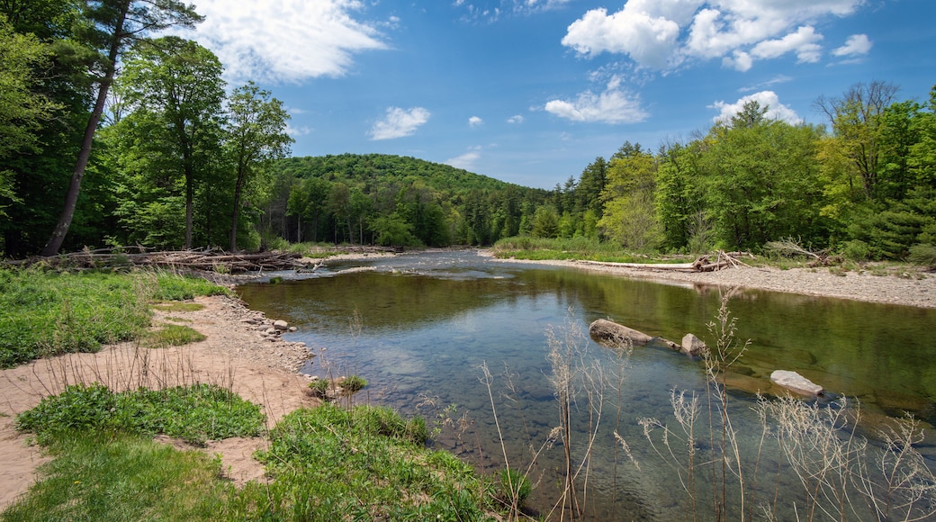 East branch of the Neversink River near Claryville, NY!