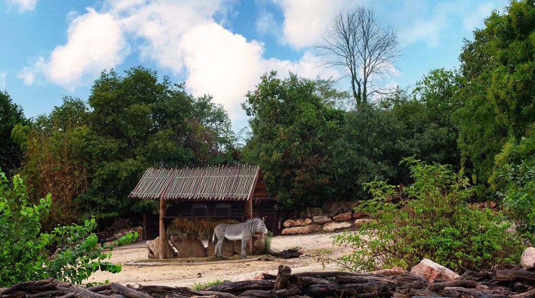 Zebra in Italian zoological garden. The Parco Natura Viva is a safari park and zoo in Bussolengo, Veneto, northern Italy. Green forest, blue sky.