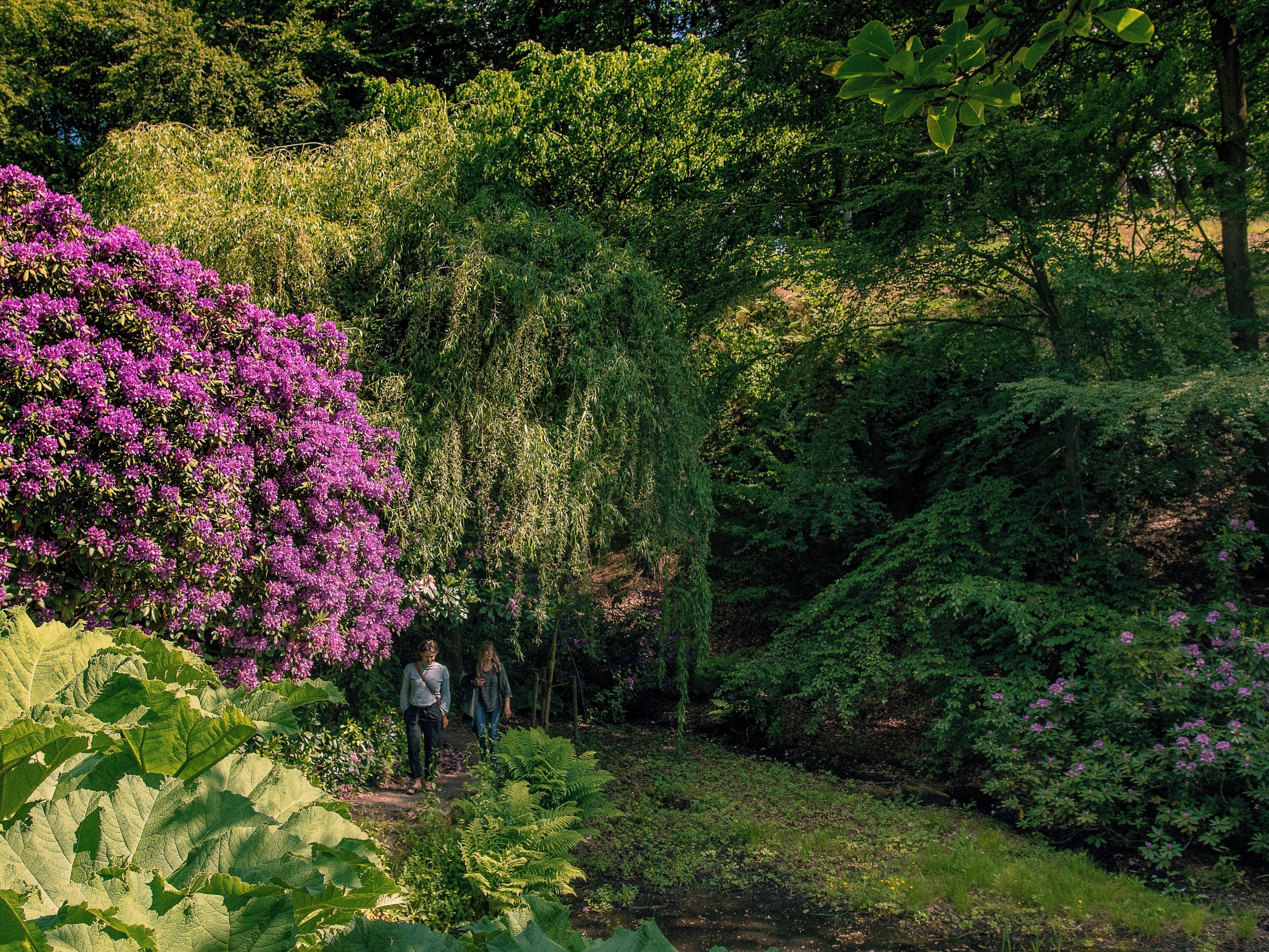 Sofiero Palace and its stunning garden is highly recommended to visit. I can walk there for hours photographing all the flowers.