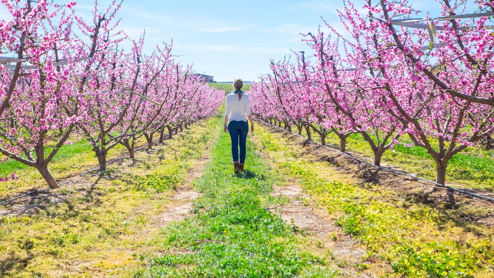 Woman in the middle of a field with peach tree blooming in spring day in Lleida (Catalonia, Spain). There are a lot of a blooming fields in Aitona, Alcarras and Torres de Segre.