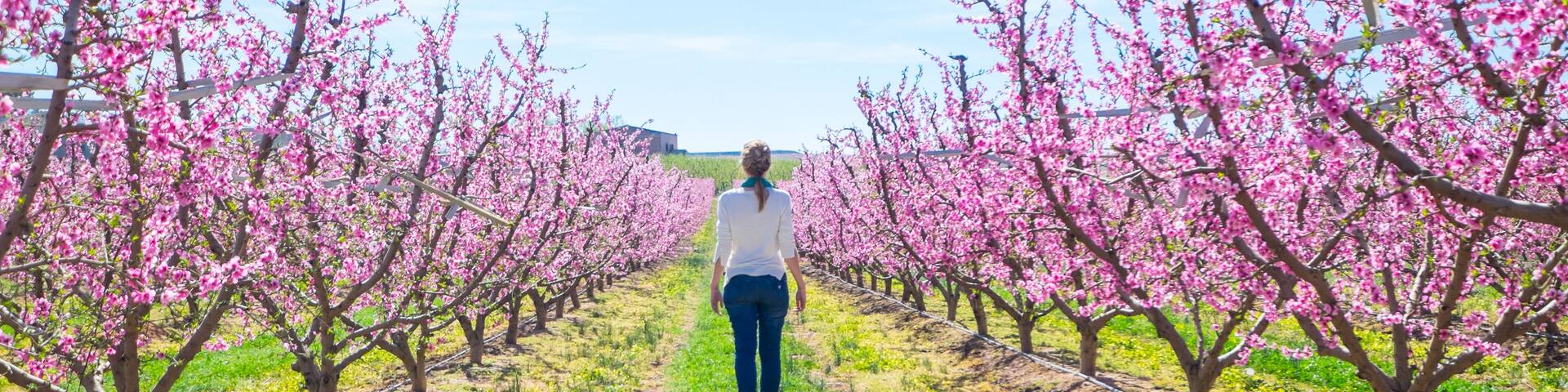Woman in the middle of a field with peach tree blooming in spring day in Lleida (Catalonia, Spain). There are a lot of a blooming fields in Aitona, Alcarras and Torres de Segre.