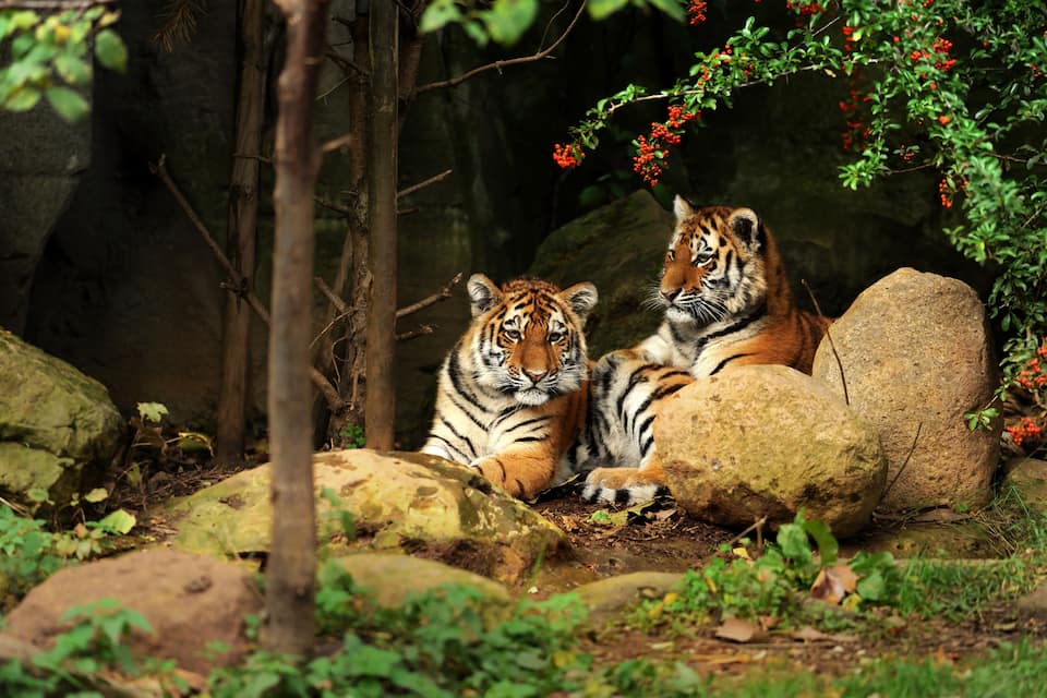 Twee tijgers rusten op rotsen in een bebost gebied met bomen en begroeiing.