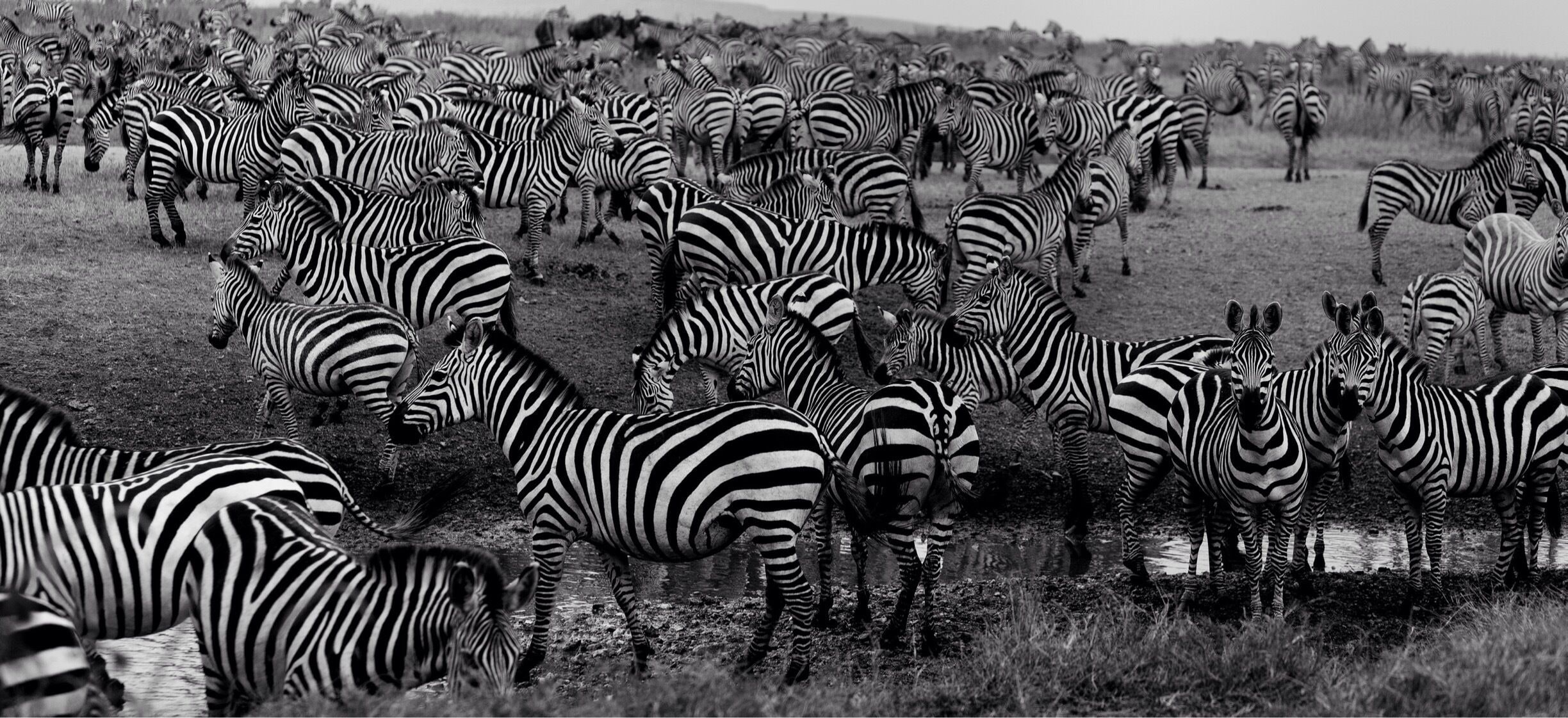 Zebra migration Serengeti June time
