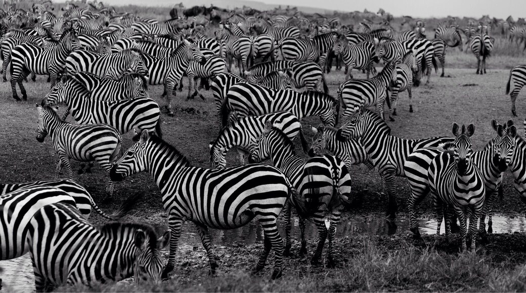 Zebra migration Serengeti June time