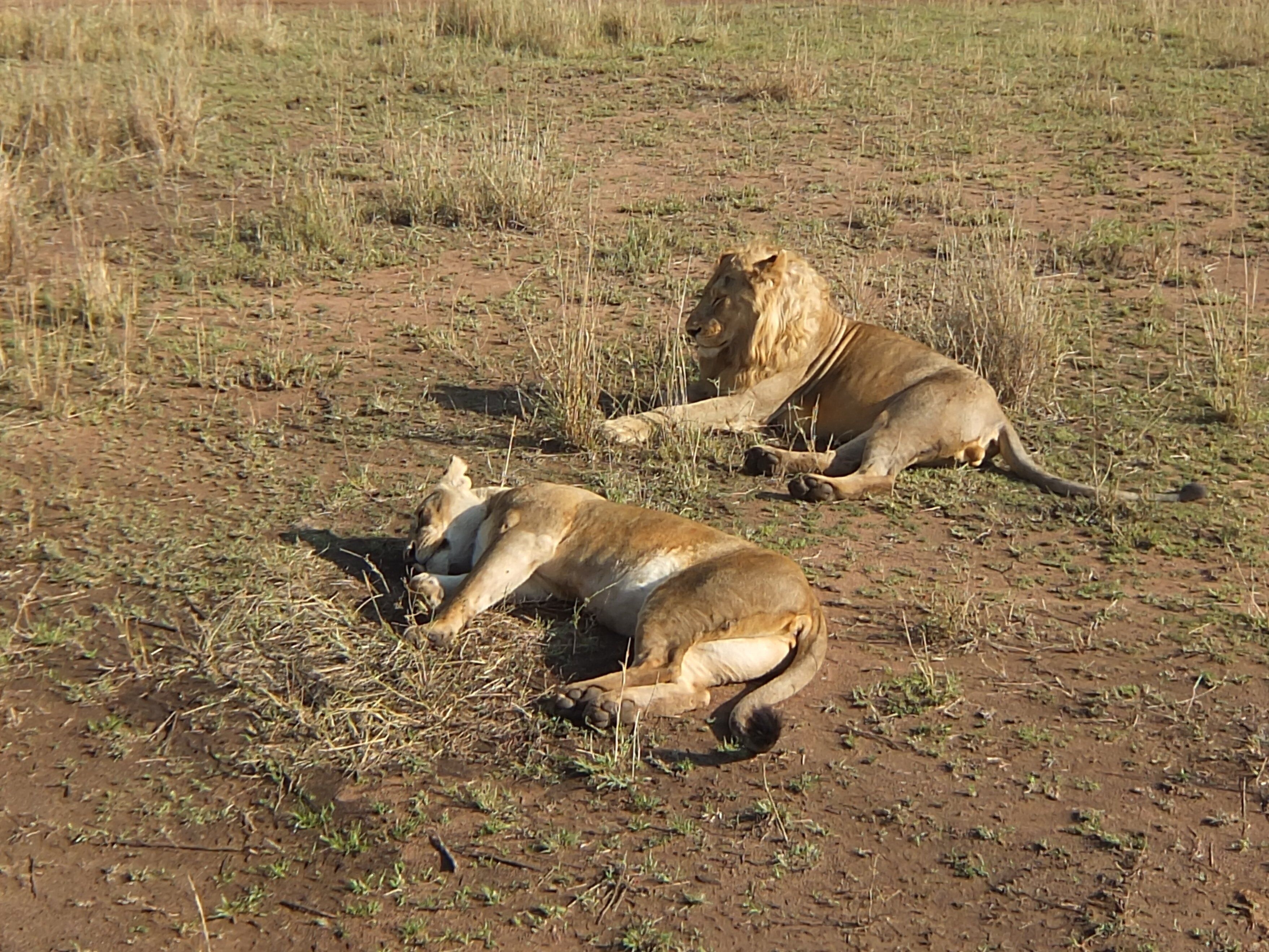 0_52157904-30b4-4e93-a9e6-9fbcf3497c68_raw