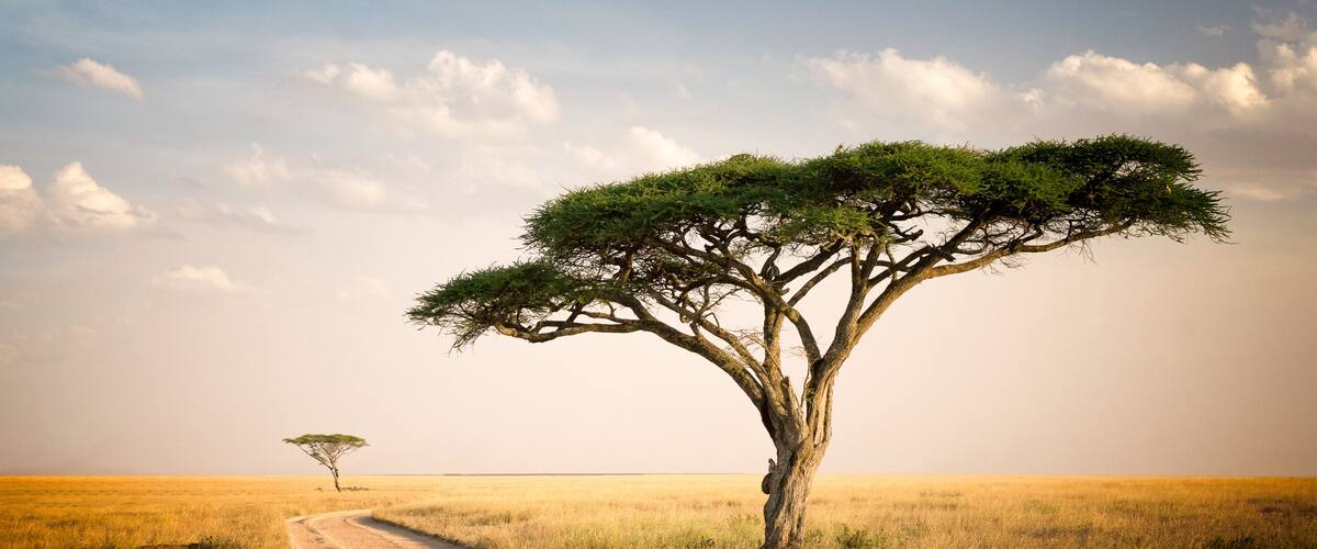 A dirt road leading to a solitary tree in a vast grassy plain.