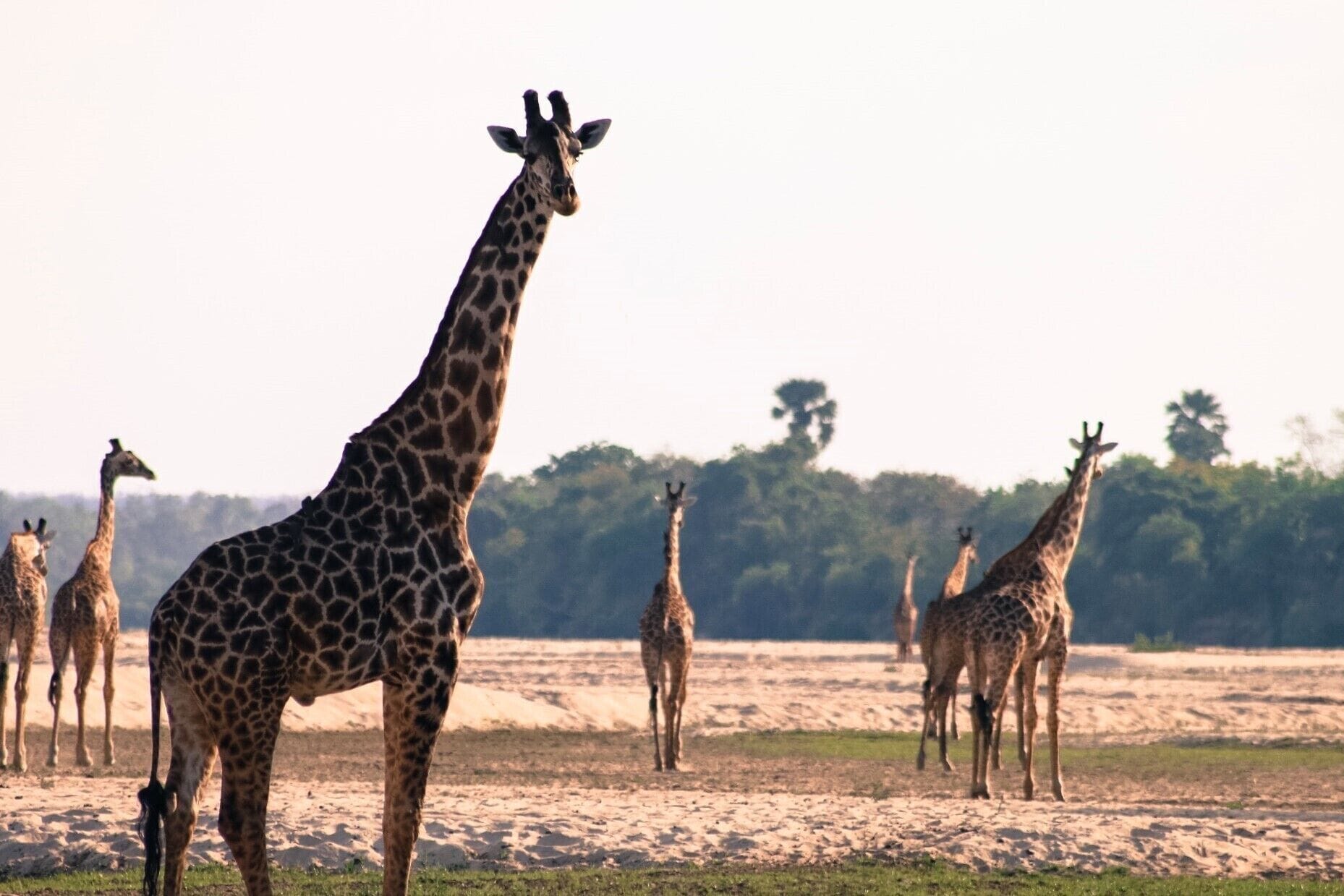 The evening on a dried river bed brings all the giraffe's down to be social. 

A highlight of a great week in the Selous. 

#lifeatexpedia #wildlife

