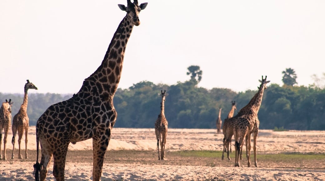 The evening on a dried river bed brings all the giraffe's down to be social.
A highlight of a great week in the Selous.
#lifeatexpedia #wildlife