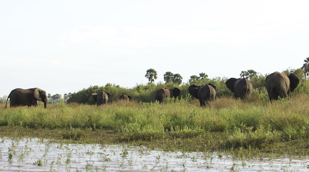 Reserva de Caça Selous
