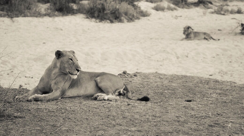 Two brothers relaxing in the evening light.
We came across these 2 lions before we stopped our some evening drinks on the way back to the camp.
The Selous is a great place to see lions, however don't expect big manes as the males here rarely grow one.
#lifeatexpedia #wildlife