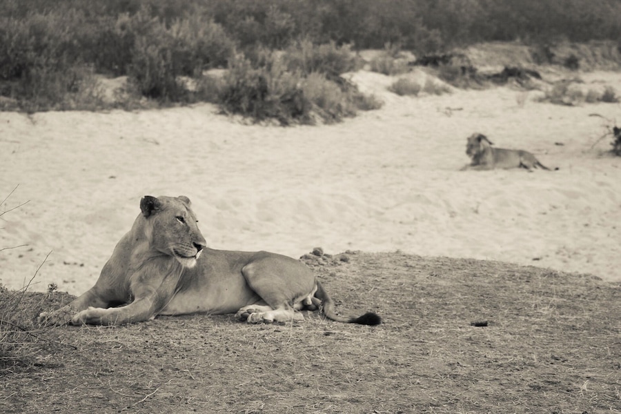 Two brothers relaxing in the evening light.
We came across these 2 lions before we stopped our some evening drinks on the way back to the camp.
The Selous is a great place to see lions, however don't expect big manes as the males here rarely grow one.
#lifeatexpedia #wildlife