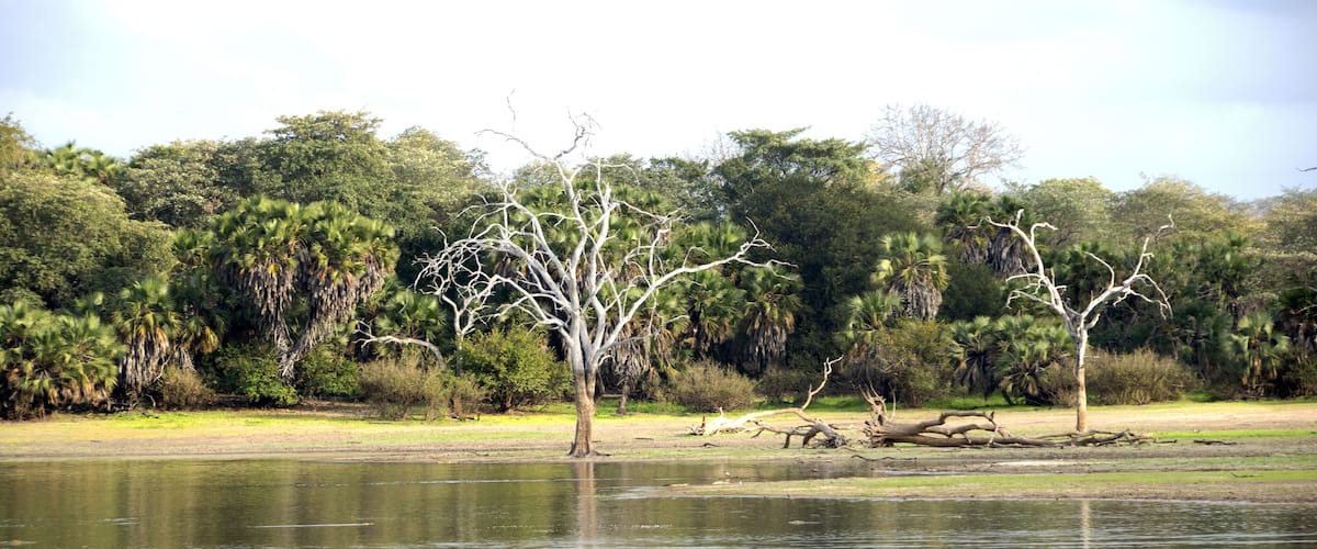 A lake with two deer walking along the shore, surrounded by trees and vegetation.