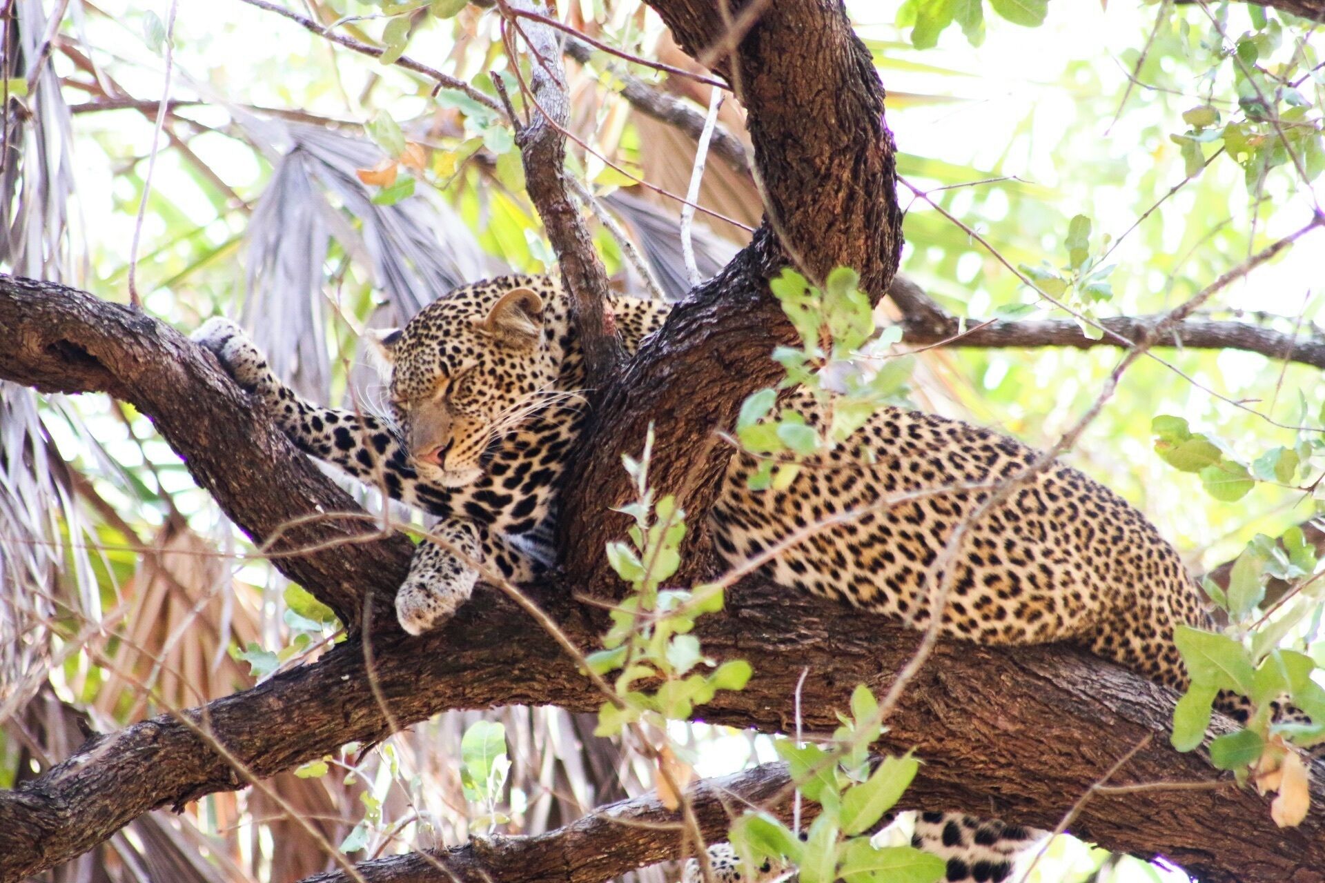 Expertly spotted by Ernest, our guide at Sand Rivers, this leopard soon settled to our presence and went for a nap up in its tree top bed. 

#lifeatexpedia #wildlife