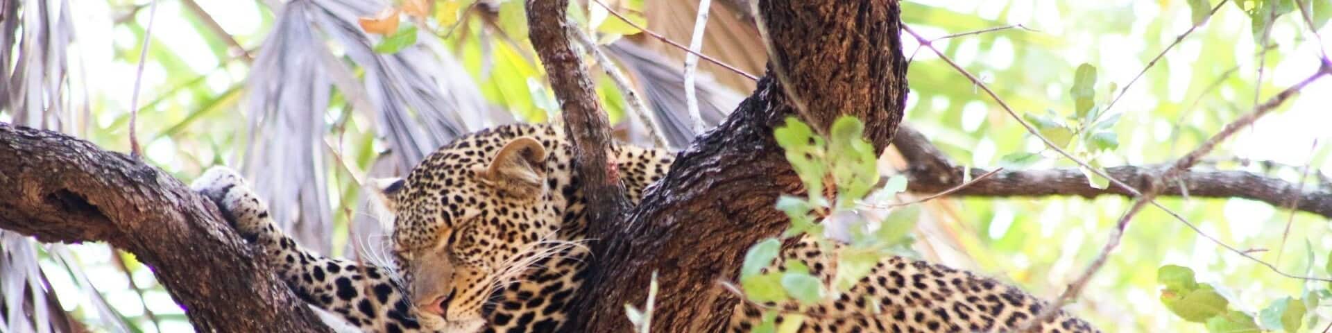 A leopard resting on a tree branch surrounded by greenery.