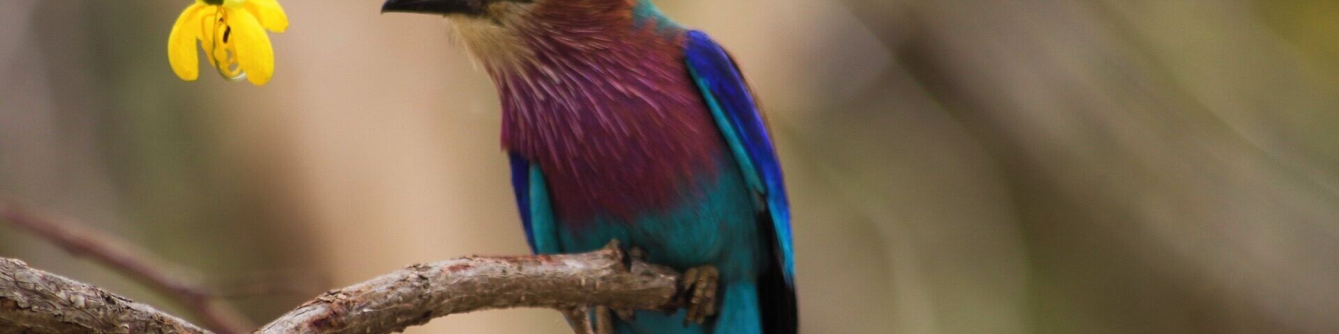 The Selous is an amazing place for seeing beautiful birds.
This Lilac Breasted Roller was perched on a tree near our jeep.
#lifeatexpedia #wildlife