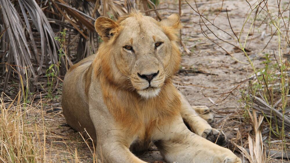 This male lion was relaxing in the bush in the Selous Game Reserve.
A stay at Sand Rivers Selous is everything you could want from a Safari. Incredible wildlife, location, and guides makes the trip worth every penny.
#lifeatexpedia #wildlife