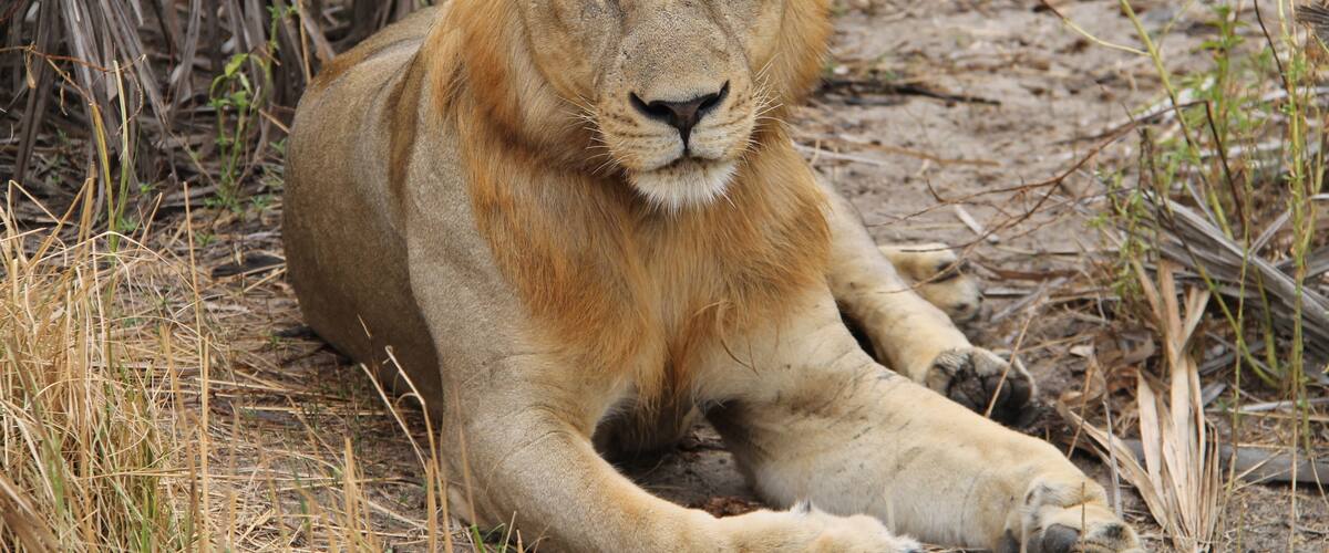 This male lion was relaxing in the bush in the Selous Game Reserve.
A stay at Sand Rivers Selous is everything you could want from a Safari. Incredible wildlife, location, and guides makes the trip worth every penny.
#lifeatexpedia #wildlife