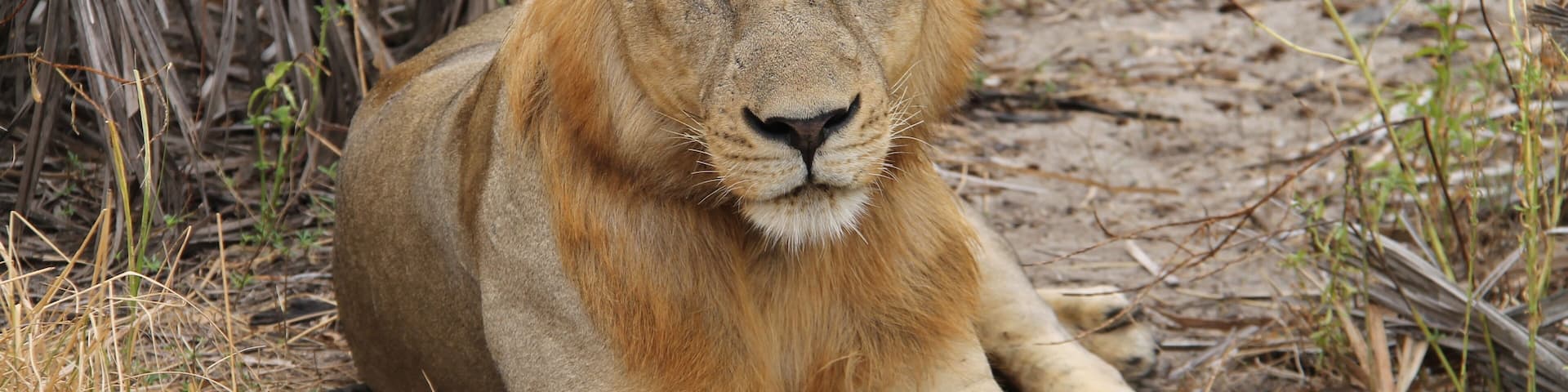 This male lion was relaxing in the bush in the Selous Game Reserve.
A stay at Sand Rivers Selous is everything you could want from a Safari. Incredible wildlife, location, and guides makes the trip worth every penny.
#lifeatexpedia #wildlife