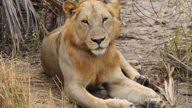 Un león descansando sobre el suelo, rodeado de pastizales secos y vegetación escasa.