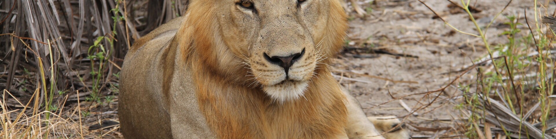 This male lion was relaxing in the bush in the Selous Game Reserve.
A stay at Sand Rivers Selous is everything you could want from a Safari. Incredible wildlife, location, and guides makes the trip worth every penny.
#lifeatexpedia #wildlife