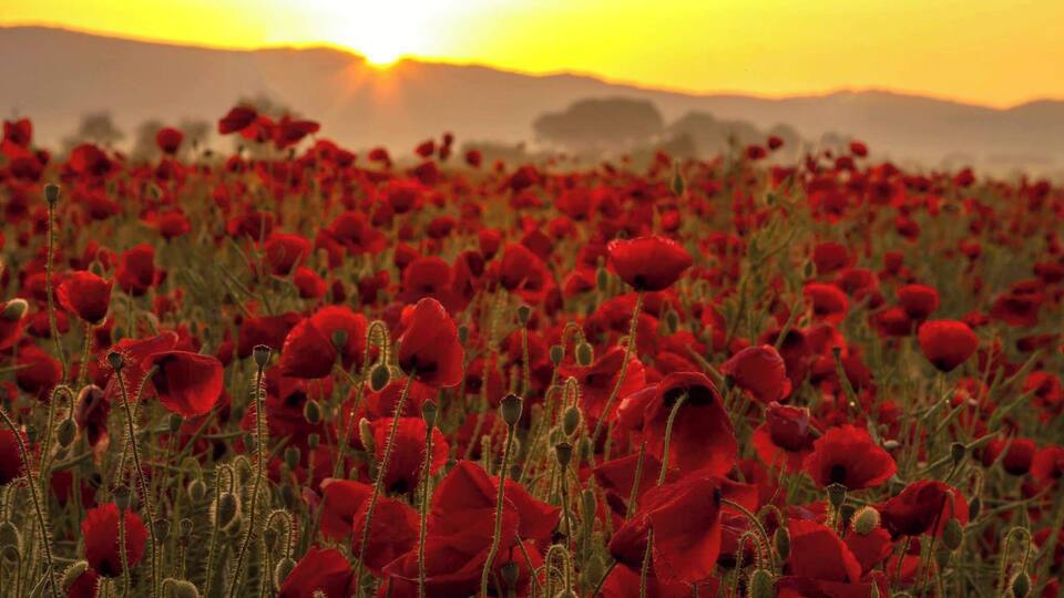 A field of red poppies at sunset.