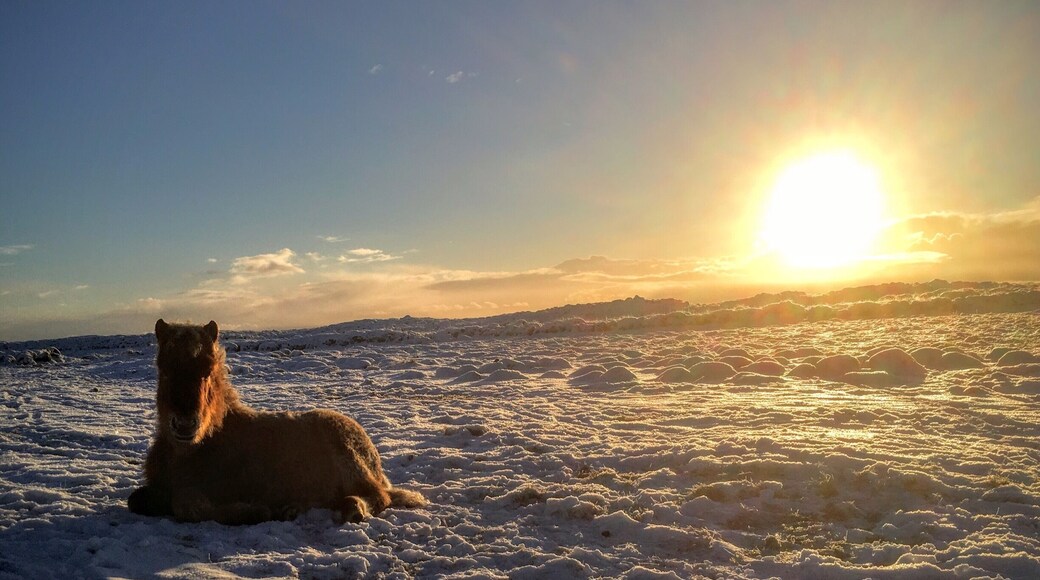 We went to ceck on our horses today, it was a beautiful morning and all the horses was fine 🐴❄️😊 #roadtrip #horse #iceland #sunrise