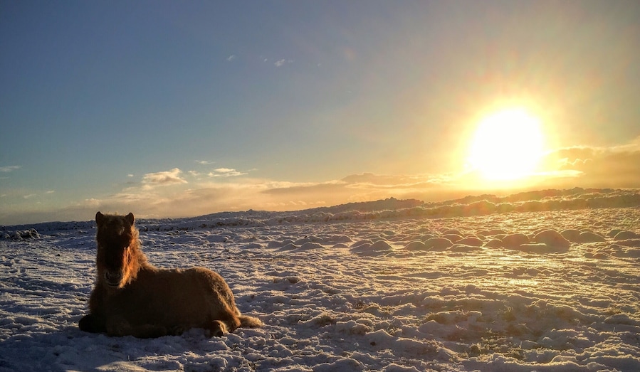 We went to ceck on our horses today, it was a beautiful morning and all the horses was fine 🐴❄️😊 #roadtrip #horse #iceland #sunrise