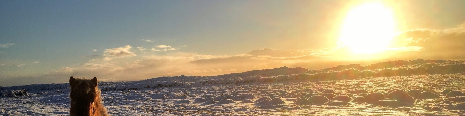We went to ceck on our horses today, it was a beautiful morning and all the horses was fine 🐴❄️😊 #roadtrip #horse #iceland #sunrise