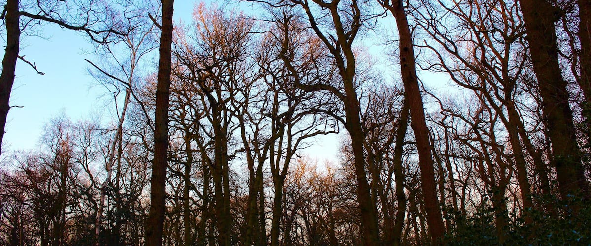 Caption---- Tall Twilight in Trent Park, London