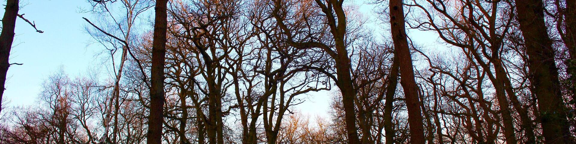 Caption---- Tall Twilight in Trent Park, London