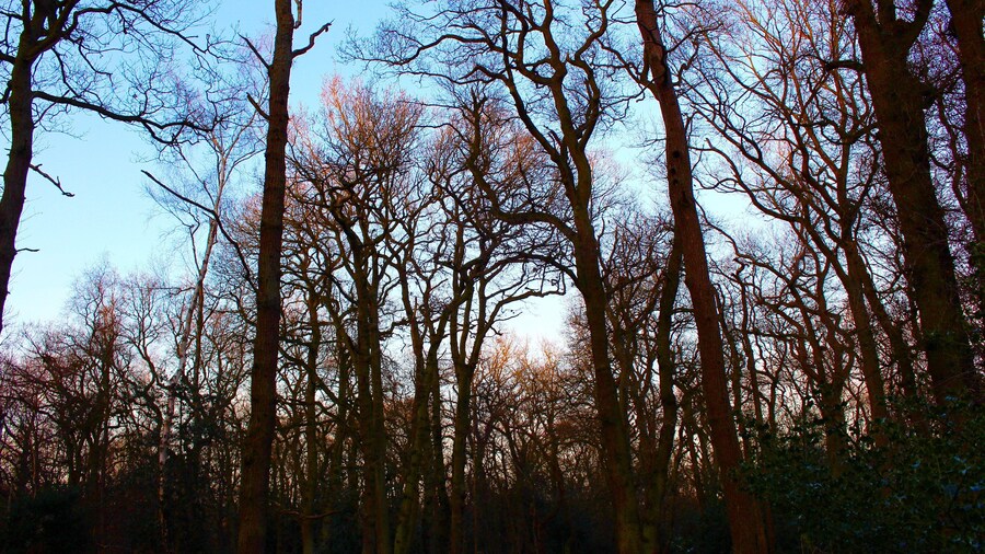Caption---- Tall Twilight in Trent Park, London